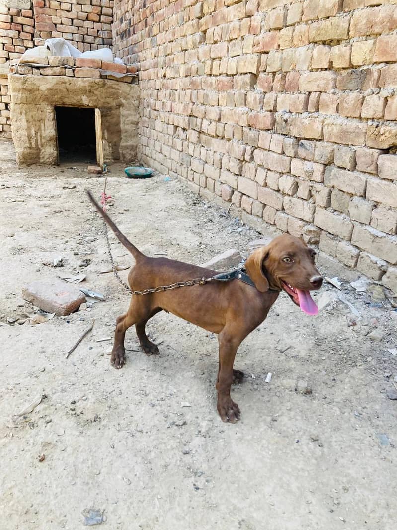 pointer Dog ha 1