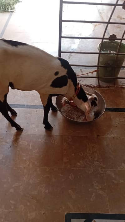Qurbani bakra