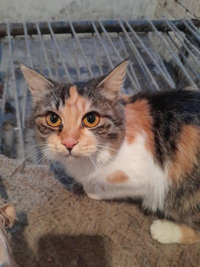 1 cat with three kitten for sale full health and active
