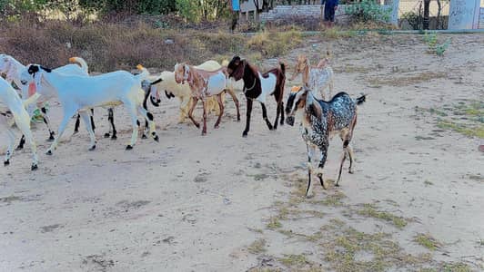 Bakry,Chatry,Kajly,Wachy. Eid stock