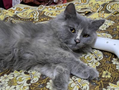 Grey Double Qote Persian Cat Litter Trained