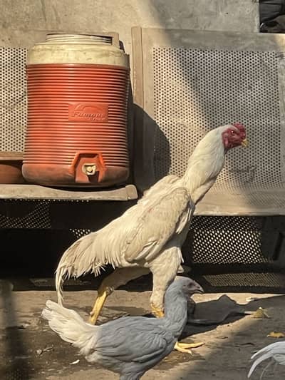 pure aseel thai_ white shamo pair,heera aseel/egg laying shamo_chicks