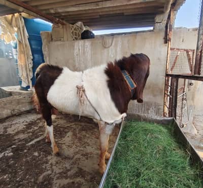 Bakra For Sale