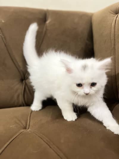 Doll-Face Persian Kitten