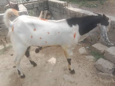 bakra healthy active