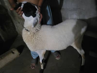 Sheep