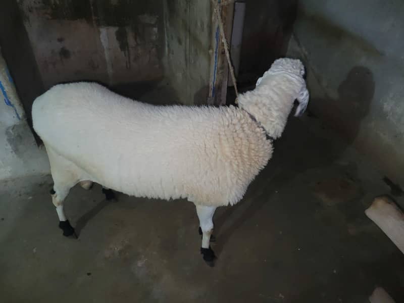 Sheep 1