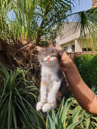 Adorable Kitten Looking for a Loving Home ute Playful Kitten for Sale