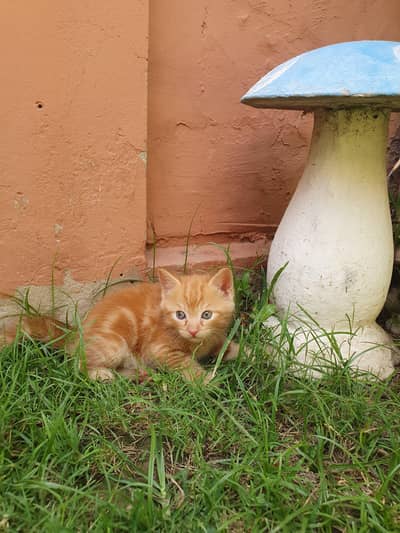 Adorable Kitten Looking for a Loving Home