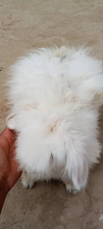 English angora rabbit