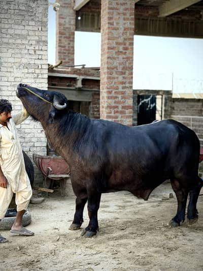 Bull/ Katta/ Saand