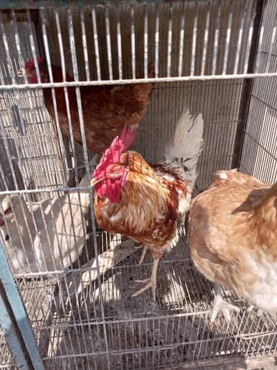 Aseel and lohman brown  hens pair