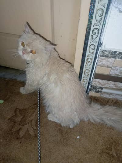Cat for sale