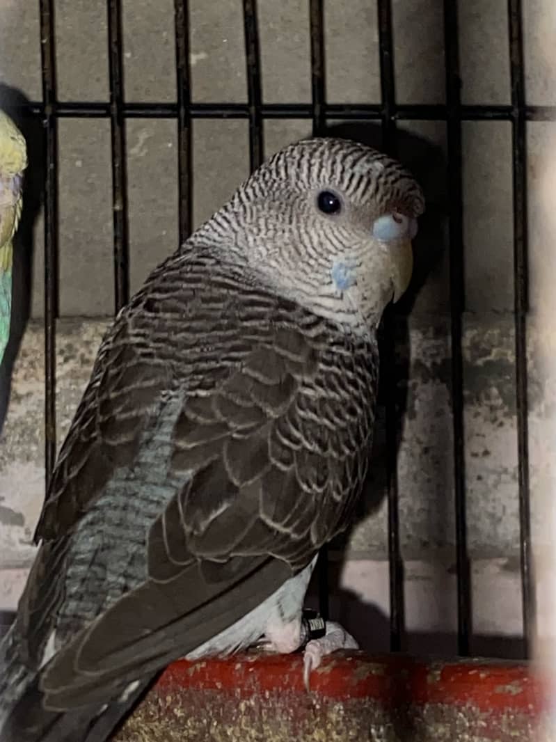 Budgie 0