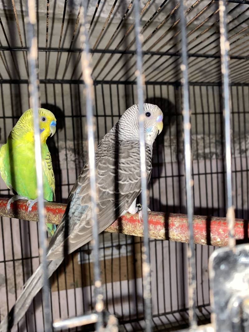 Budgie 1