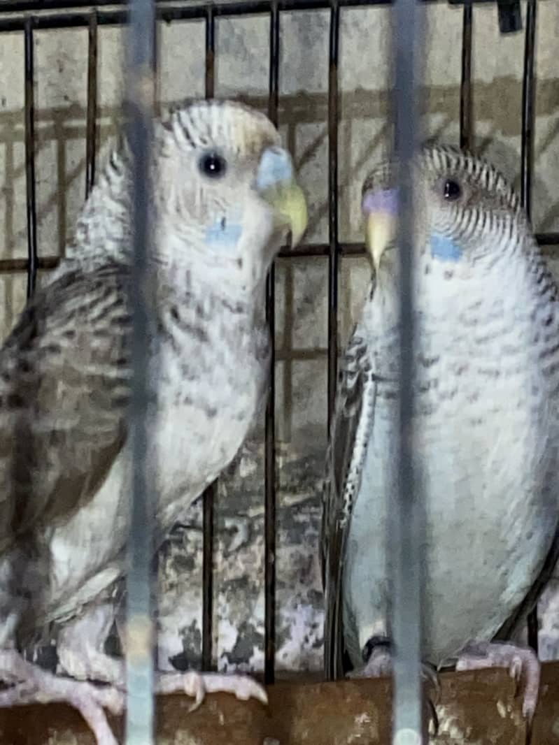 Budgie 2