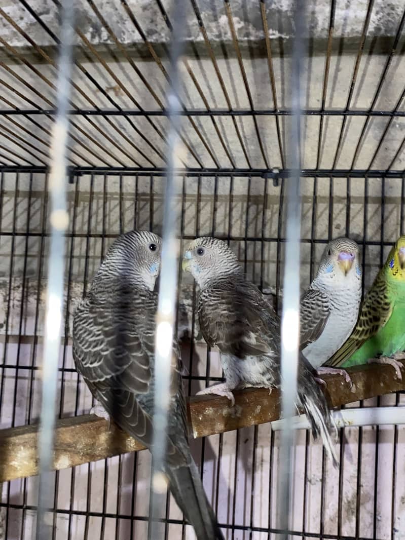 Budgie 3