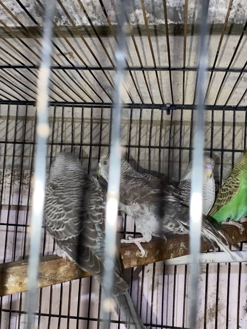 Budgie 4