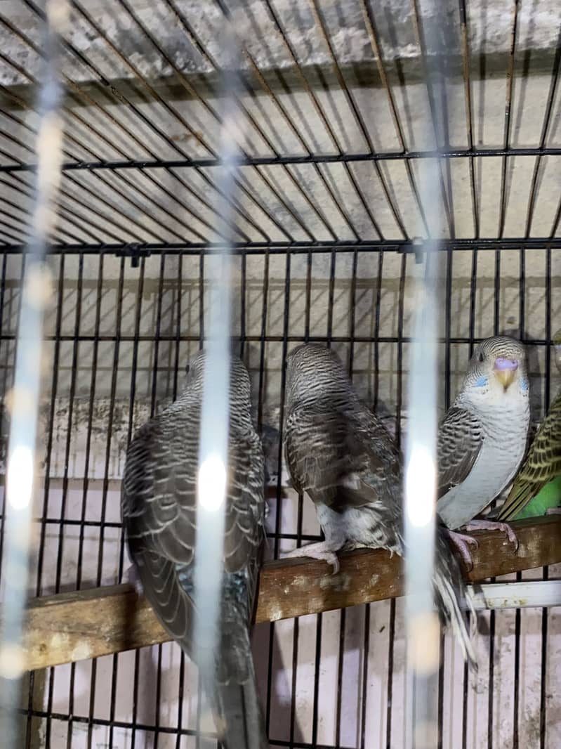 Budgie 5