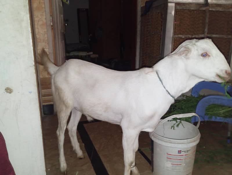 white bakra 0