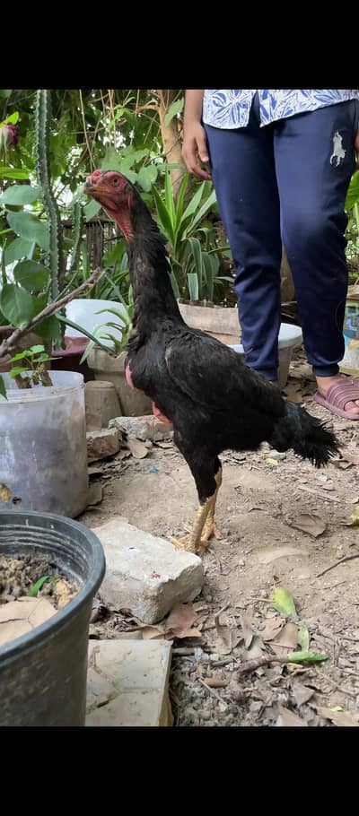black o king shamo females for sale  fertile eggs also available