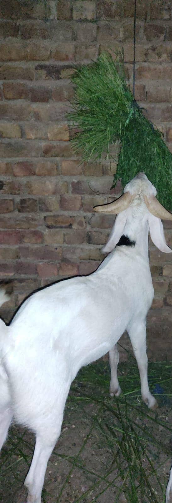 do daant bakra 0