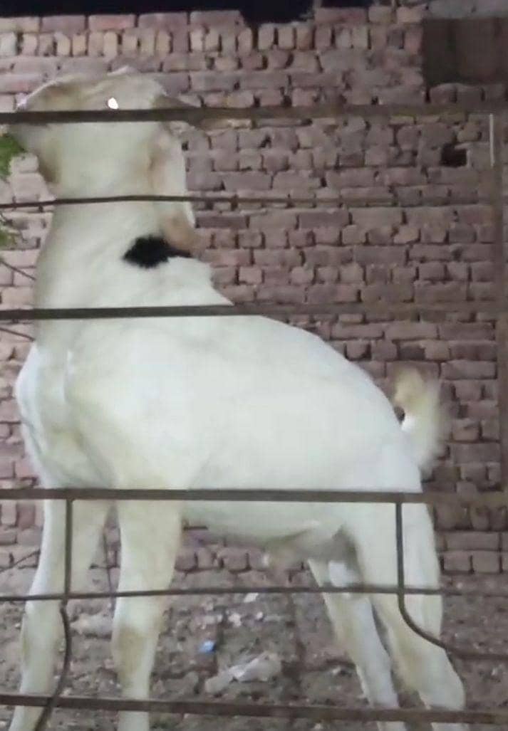 do daant bakra 1