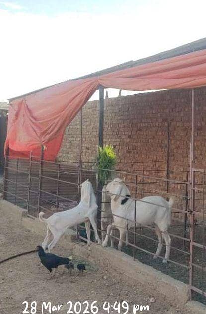 do daant bakra 2