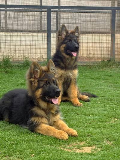 TOP NOTCH QUALITY GERMAN SHEHPERD PUPPIES AVAILABLE FOR SALE