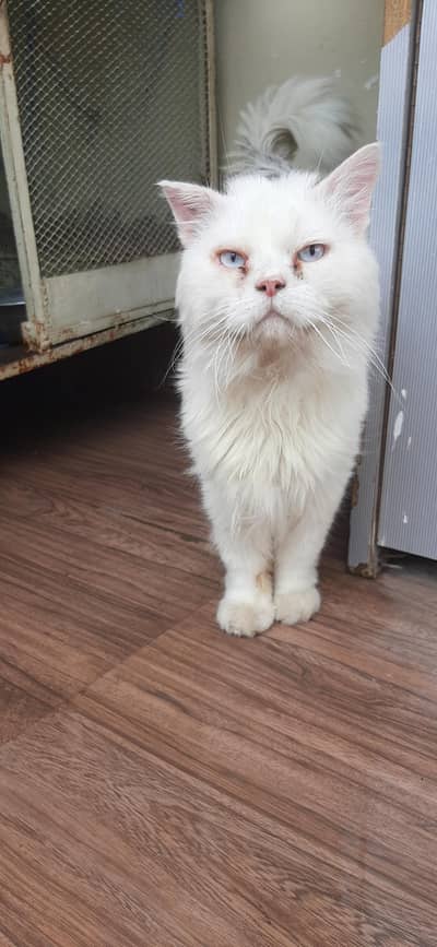 Blue eyes, Male cat, white tripple coat