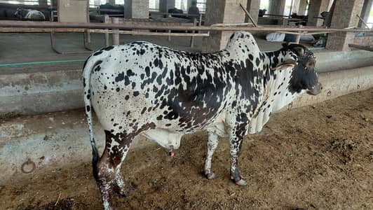 Qurbani 2 DaanT  wachy