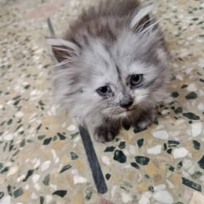 female grey punch face