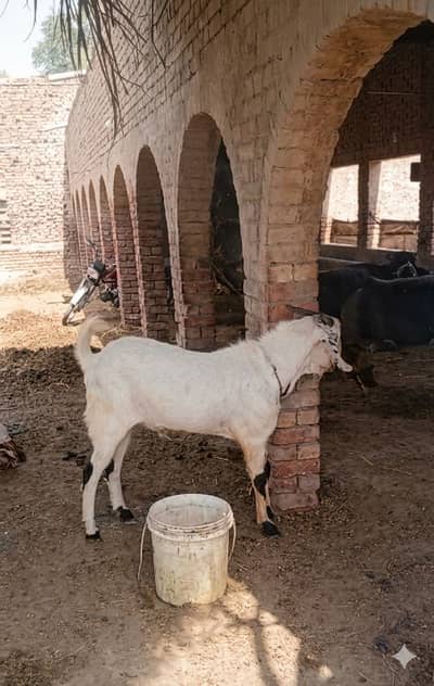 Ando bakra sale