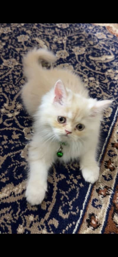 Persian male cat  plz contact serious buyers