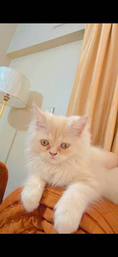 Persian male cat  plz contact serious buyers