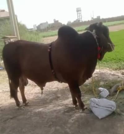 Bull calf