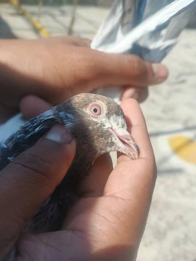 pigeon