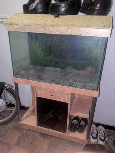 fish aquarium