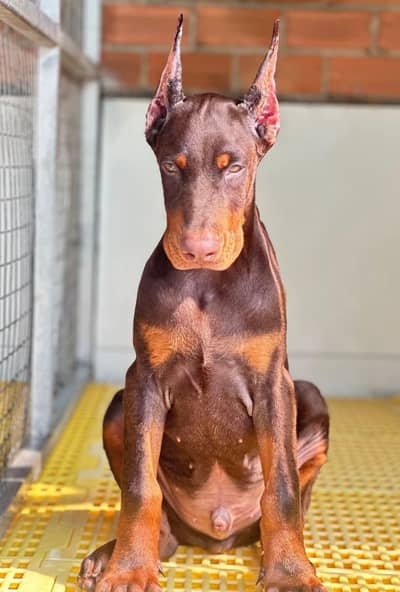 EXCEPTIONAL HIGH QUALITY DOBERMAN PUPPIES FOR SALE