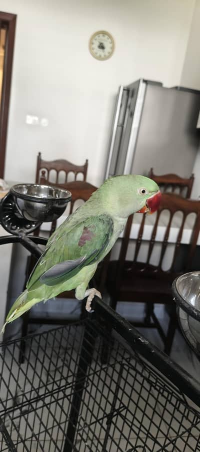 raw talking parrot with 2 pairs love birds and 1 pair dove as a gift
