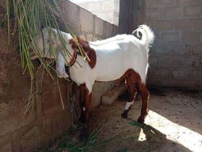 Bakra ( Qurbani)