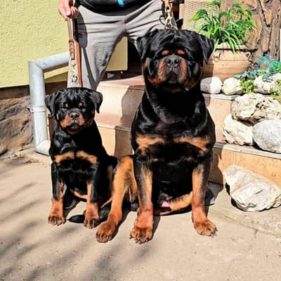 GERMAN BOX FACE ROTTWELLER PUPPY AVAILABLE FOR SALE