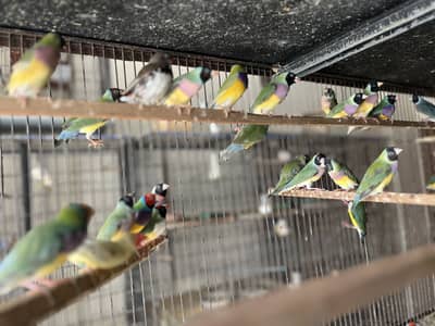 Lady Gouldian Breader pairs Available