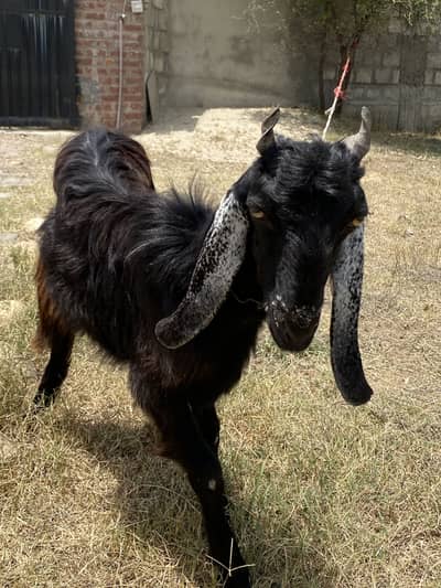 Goat for sale