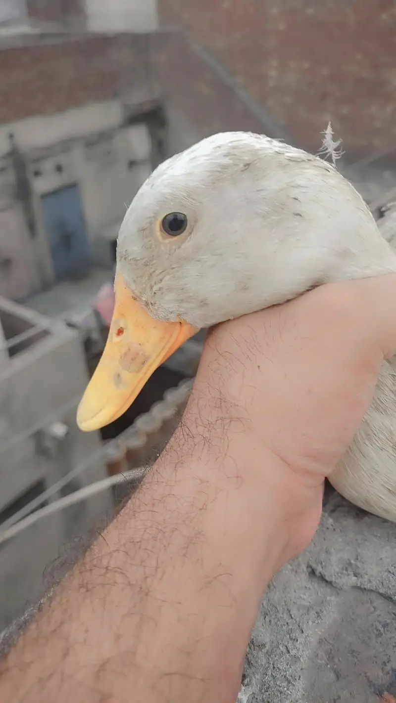 Ducks