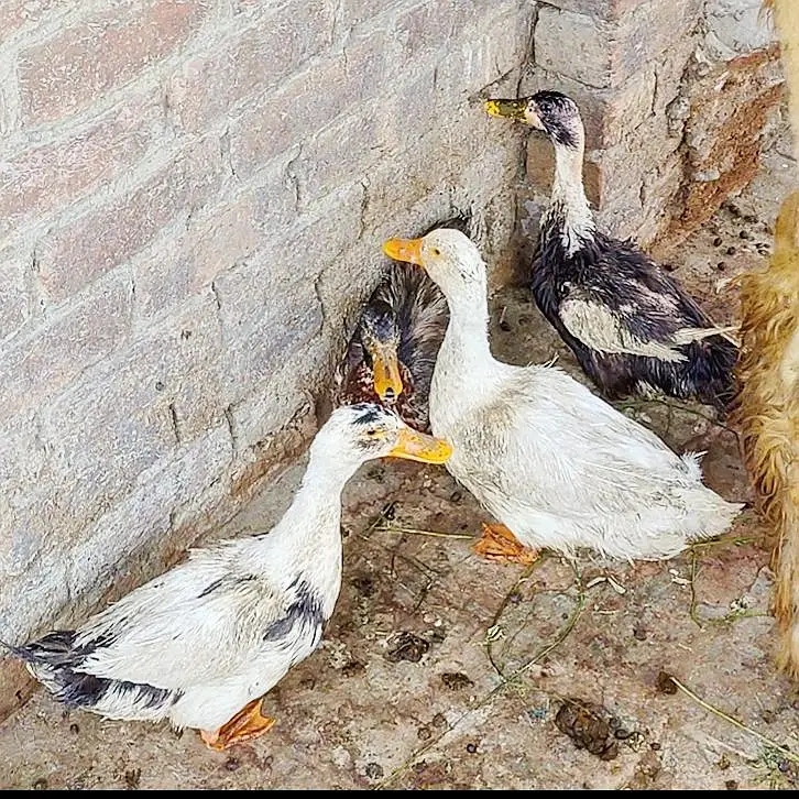 Ducks — photo 2