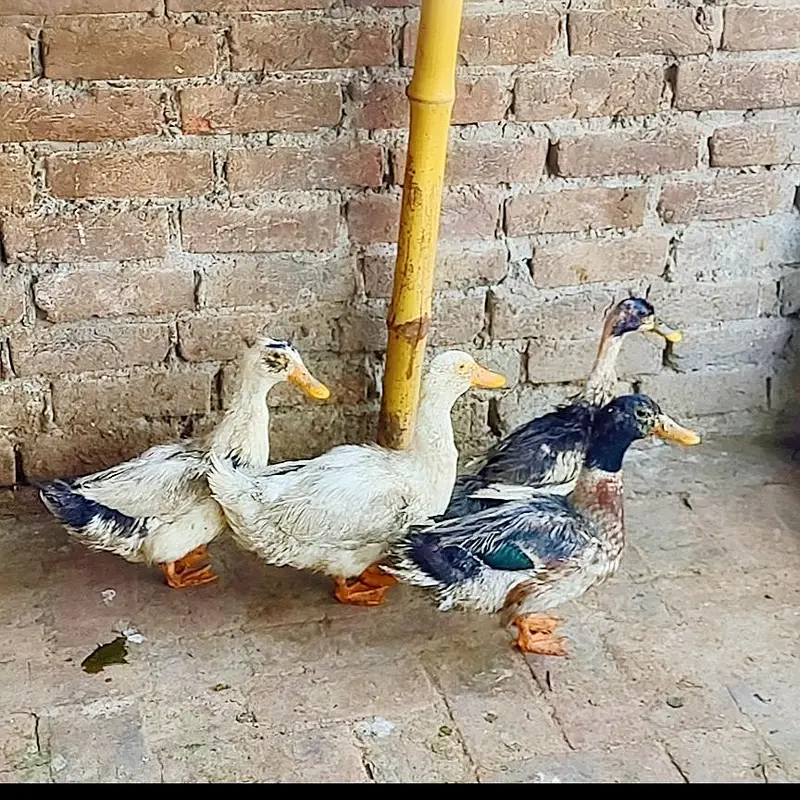 Ducks — photo 3