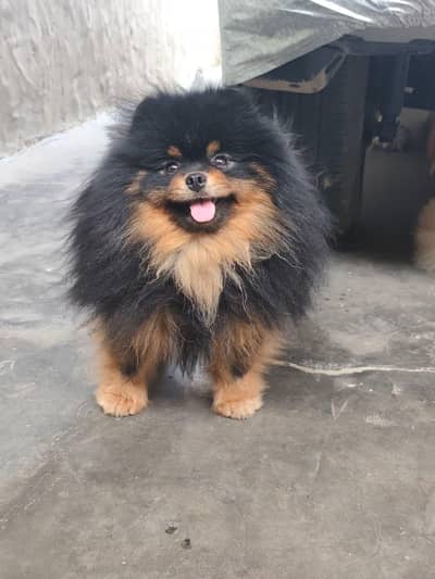 EXTREME QUALITY BLACK & TAN RARE COLOUR POMERNIAN PUPPY AVAILABLE FOR