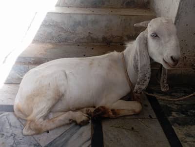 Home Grown Desii Bakra