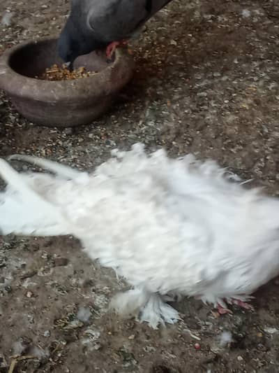 Frill back breeder female 03284057526